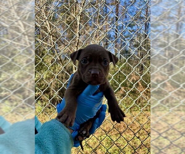 Medium Photo #2 Mutt Puppy For Sale in Mooresville, NC, USA