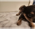 Small Photo #14 Chihuahua Puppy For Sale in MARIETTA, GA, USA