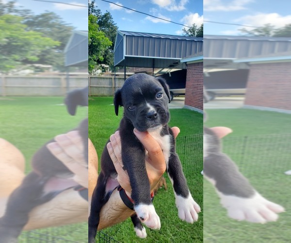 Medium Photo #1 Boxer Puppy For Sale in HIGHLANDS, TX, USA