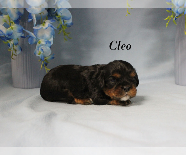 Medium Photo #7 Cavalier King Charles Spaniel Puppy For Sale in CHANUTE, KS, USA