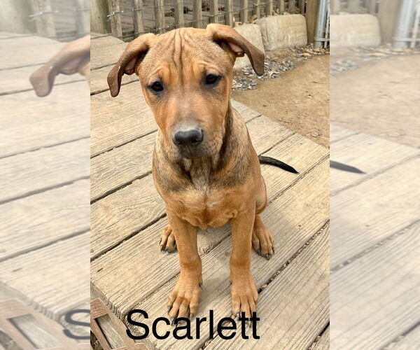 Medium Photo #1 Mastiff-Unknown Mix Puppy For Sale in Rutledge, TN, USA