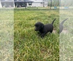 Small #5 Labrador Retriever