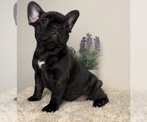 French Bulldog Puppy for sale in FRANKLIN, IN, USA