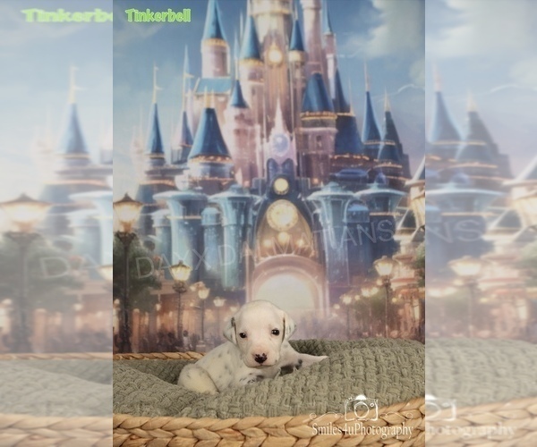 Medium Photo #1 Dalmatian Puppy For Sale in HIGHLAND, IL, USA