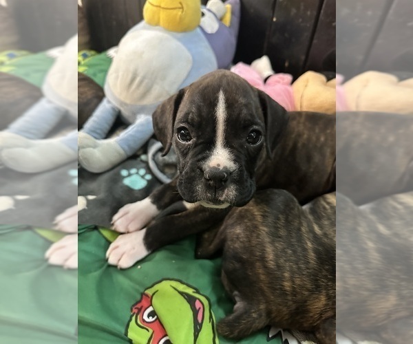 Medium Photo #11 Boxer Puppy For Sale in RALEIGH, NC, USA