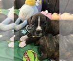 Small Photo #47 Boxer Puppy For Sale in RALEIGH, NC, USA