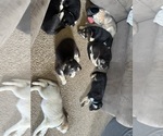 Small Photo #1 German Shepherd Dog-Siberian Husky Mix Puppy For Sale in CLYDE, NY, USA