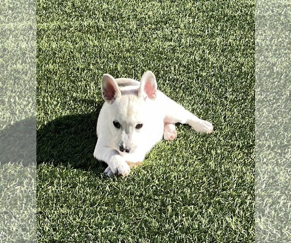 Medium Photo #10 Huskies -Unknown Mix Puppy For Sale in La Verne, CA, USA