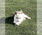 Small #9 Huskies  Mix