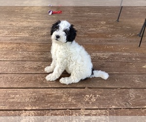 Aussiedoodle Miniature  Puppy for sale in MBORO, TN, USA