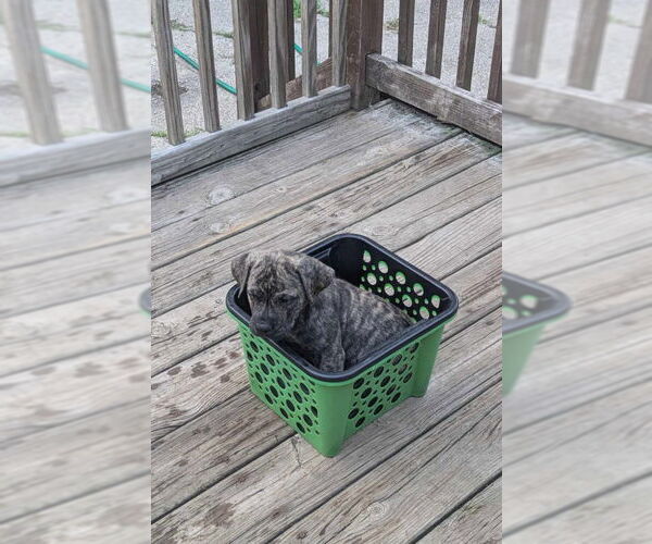 Medium Photo #4 Plott Hound-Unknown Mix Puppy For Sale in Wyoming, MI, USA