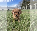 Small Photo #1 Cavapoo Puppy For Sale in SEYMOUR, MO, USA
