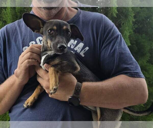 Medium Photo #1 Dachshund-Unknown Mix Puppy For Sale in Minneapolis, MN, USA