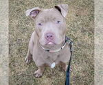 Small #4 American Staffordshire Terrier Mix