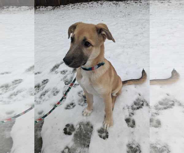 Medium Photo #12 Mutt Puppy For Sale in Bellevue, WA, USA