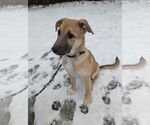 Small Photo #12 Mutt Puppy For Sale in Bellevue, WA, USA