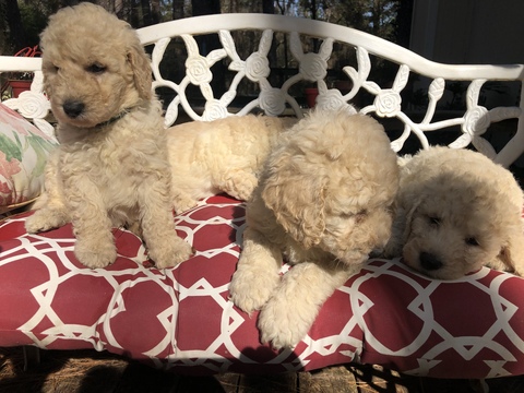 Medium Photo #13 Labradoodle Puppy For Sale in KATY, TX, USA