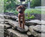 Puppy Pink Girl Rhodesian Ridgeback