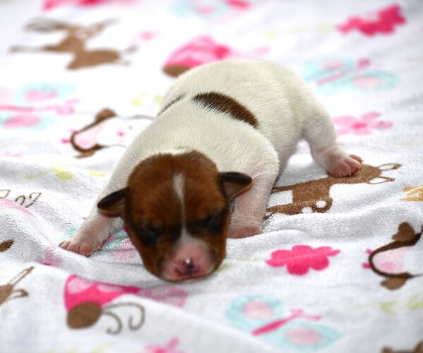 Medium Photo #4 Rat Terrier Puppy For Sale in PETERSBURG, PA, USA