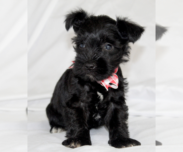 Medium Photo #3 Schnauzer (Miniature) Puppy For Sale in BROOKSVILLE, FL, USA