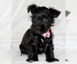 Small #2 Schnauzer (Miniature)