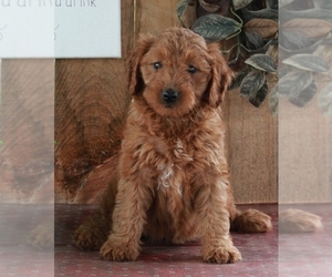 Goldendoodle (Miniature) Puppy for sale in FREDERICKSBURG, OH, USA