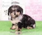 Small Photo #1 Dachshund-Poodle (Standard) Mix Puppy For Sale in BEL AIR, MD, USA