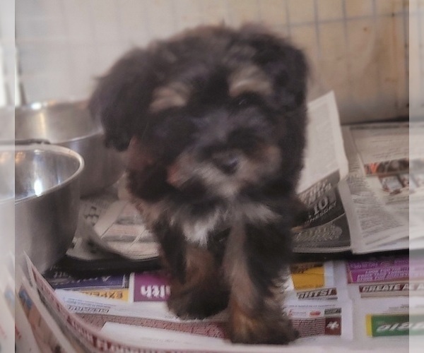 Medium Photo #56 Yorkshire Terrier Puppy For Sale in AKRON, OH, USA