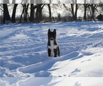 Small Photo #15 Siberian Husky Puppy For Sale in FORT PLAIN, NY, USA