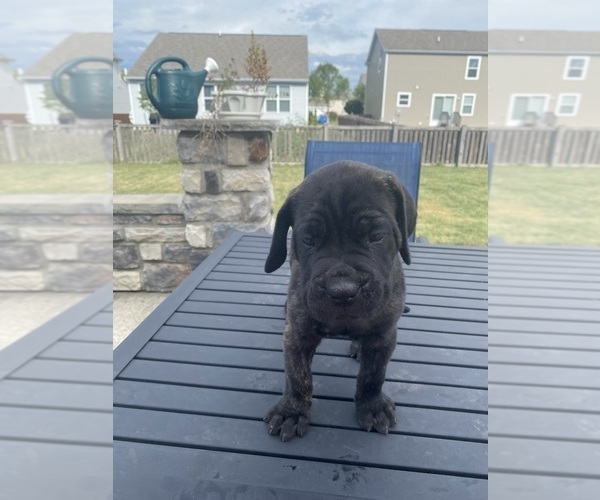 Full screen Photo #3 Cane Corso Puppy For Sale in DELAWARE, OH, USA