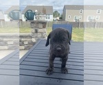 Small Photo #3 Cane Corso Puppy For Sale in DELAWARE, OH, USA