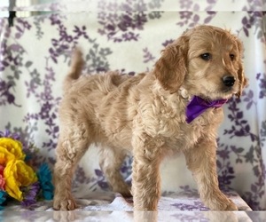 Goldendoodle Puppy for sale in LANCASTER, PA, USA
