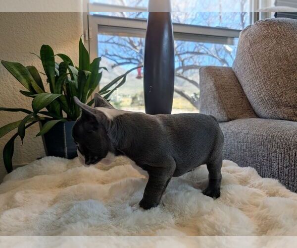 Medium Photo #2 Faux Frenchbo Bulldog Puppy For Sale in LAS CRUCES, NM, USA