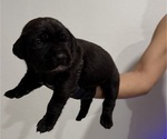 Small #3 Cane Corso