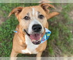 Small Labrador Retriever Mix