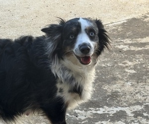 Mother of the Miniature Australian Shepherd puppies born on 04/29/2024