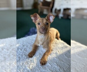 Chiweenie Dogs for adoption in Davis, CA, USA