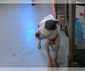 American Pit Bull Terrier Dogs for adoption in Fayetteville, NC, USA