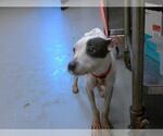 Small American Pit Bull Terrier