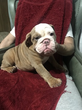 Medium Photo #3 English Bulldog Puppy For Sale in EAST HAVEN, CT, USA