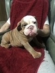 Small Photo #3 English Bulldog Puppy For Sale in EAST HAVEN, CT, USA