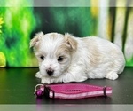 Small #4 YorkiePoo