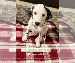 Dalmatian Dog for Adoption in VINEMONT, Alabama USA