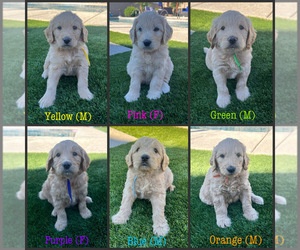 Goldendoodle Litter for sale in PHOENIX, AZ, USA