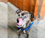 Small #1 Boxer Mix