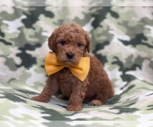 Goldendoodle (Miniature) Puppy for sale in LAKELAND, FL, USA
