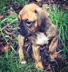 Small Photo #1 Boxer Puppy For Sale in ALBANY, OR, USA