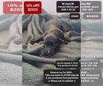 Image preview for Ad Listing. Nickname: Stella