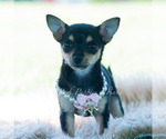 Small #4 Chihuahua