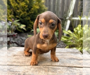 Dachshund Puppy for sale in MIDDLEBURY, IN, USA